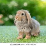 揭秘黑料热门吃瓜事件背后的真相与内幕 0cp534au