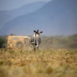 揭秘黑料在线白虎背后的真实故事与影响 w66y5q5i